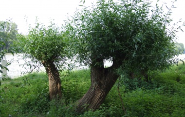 Kopfweiden bei Rheinhausen